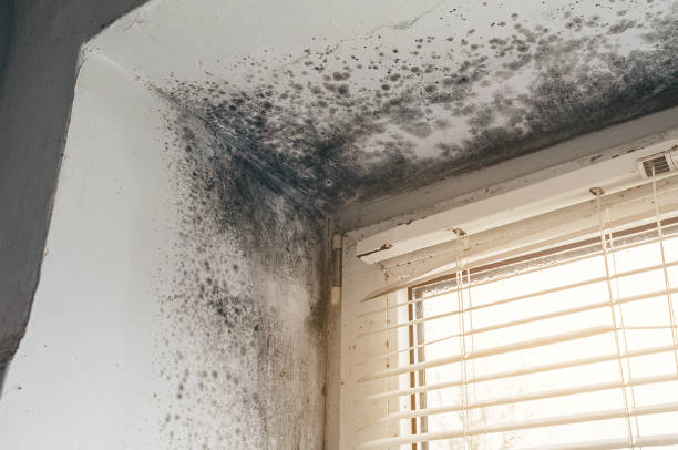 Affordable Commercial Mold Remediation solutions in Omena, MI